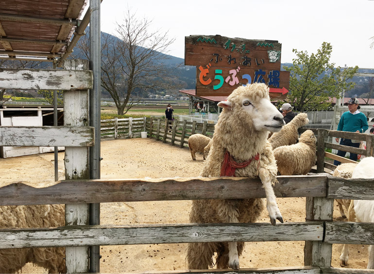 沢山の動物達が、お出迎えしてくれます。